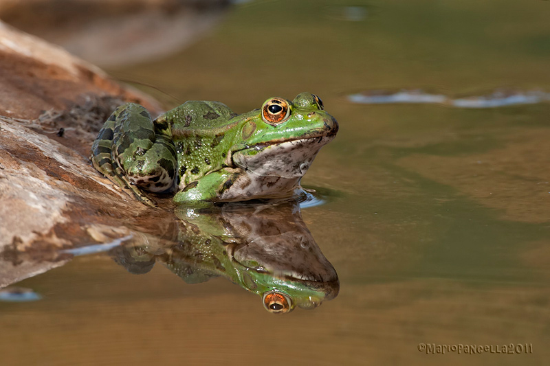 Pelophylax sp.